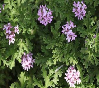 Geranium Essential Oil: Your Rose-Scented Wellness Aid Image